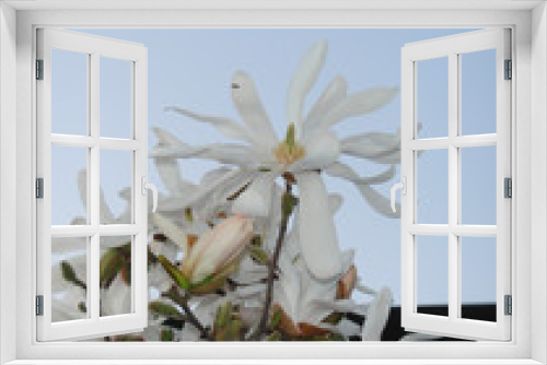 Fototapeta Naklejka Na Ścianę Okno 3D - Magnolia stellata
