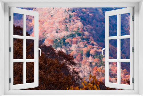Fototapeta Naklejka Na Ścianę Okno 3D - nature　maple　landscape