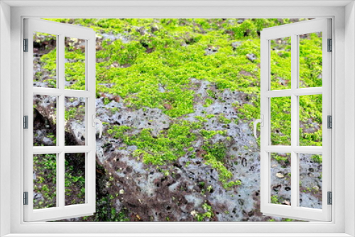 Fototapeta Naklejka Na Ścianę Okno 3D - 바위 위에 붙은 녹색의 해초