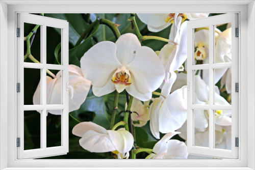 Fototapeta Naklejka Na Ścianę Okno 3D - domestic white orchid