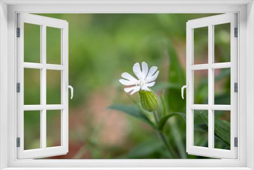 Fototapeta Naklejka Na Ścianę Okno 3D - White flower on green defocused background