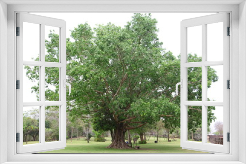 Fototapeta Naklejka Na Ścianę Okno 3D - Big Bodhi tree in the garden