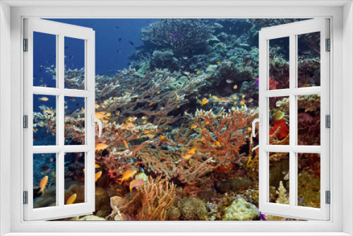 Fototapeta Naklejka Na Ścianę Okno 3D - Tropical fish swim over hard corals. Underwater photography, Philippines.