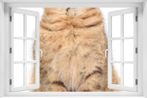Fototapeta Naklejka Na Ścianę Okno 3D - Small brown kitten.