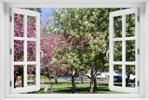 Fototapeta Naklejka Na Ścianę Okno 3D - cherry tree in park