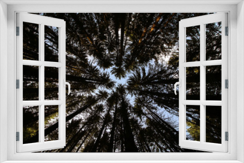 Fototapeta Naklejka Na Ścianę Okno 3D - Forêt vue d'en bas