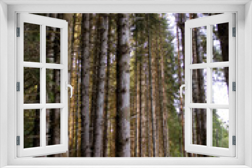 Fototapeta Naklejka Na Ścianę Okno 3D - Forêt vue d'en bas