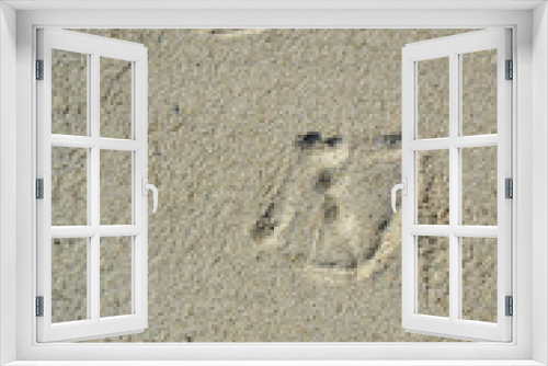 Fototapeta Naklejka Na Ścianę Okno 3D - footprints of a duck in the sand on the beach