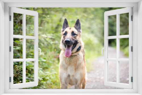 Fototapeta Naklejka Na Ścianę Okno 3D - A beautiful German Shepherd dog running towards the owner smiling with her long tongue sticking out and her pointy ears up