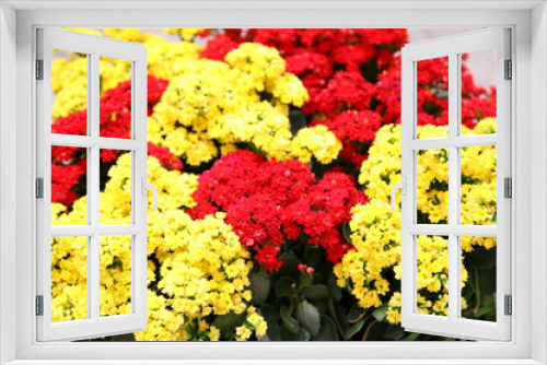 Fototapeta Naklejka Na Ścianę Okno 3D - Brilliant  red and yellow colored blooms of Flaming Katy, Christmas Kalanchoe