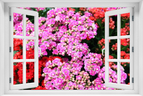 Fototapeta Naklejka Na Ścianę Okno 3D - Brilliant  pink colored blooms of Flaming Katy, Christmas Kalanchoe