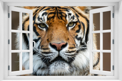 Fototapeta Naklejka Na Ścianę Okno 3D - Sumatran tiger looking directly at camera head shot
