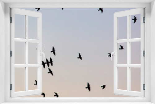 Fototapeta Naklejka Na Ścianę Okno 3D - A flock of birds at dawn