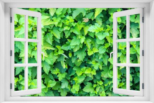 Fototapeta Naklejka Na Ścianę Okno 3D - Green leaves of hedgerow as a background