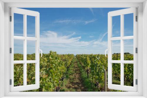 Fototapeta Naklejka Na Ścianę Okno 3D - Grapes in the vineyard in the south of France in the Provence