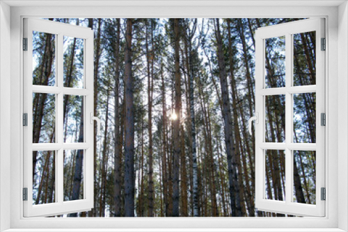 Fototapeta Naklejka Na Ścianę Okno 3D - winter forest