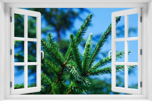 Fototapeta Naklejka Na Ścianę Okno 3D - Detailed Christmas tree branches background.