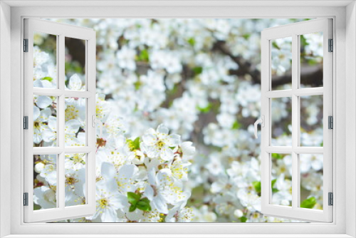 Fototapeta Naklejka Na Ścianę Okno 3D - Apple blossoms in spring