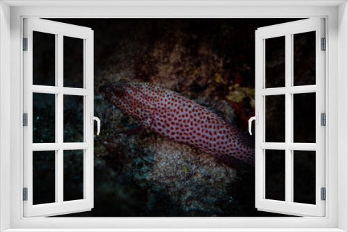 Fototapeta Naklejka Na Ścianę Okno 3D - Tauchen Curacao