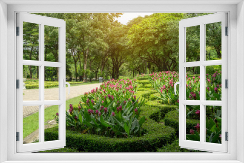 Fototapeta Naklejka Na Ścianę Okno 3D -  English garden style,  colorful flowering plant blooming in a green leaf of Philippine tea plant border on big trees background under soft sunshine in good care landscaping public park