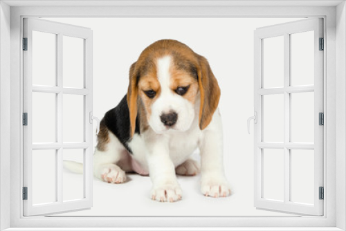 Fototapeta Naklejka Na Ścianę Okno 3D - Puppy beagle on a white background.