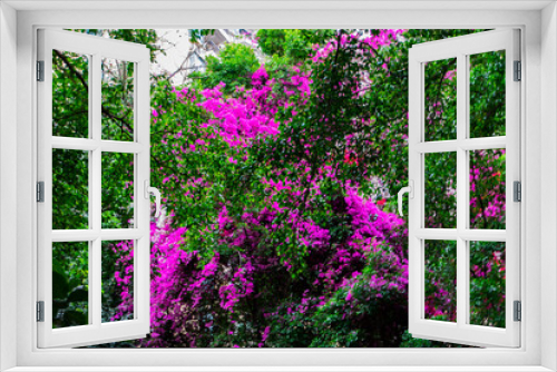 Fototapeta Naklejka Na Ścianę Okno 3D - Flowering of Bougainvillea 三角梅开花