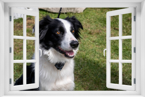 Fototapeta Naklejka Na Ścianę Okno 3D - cute dogs
