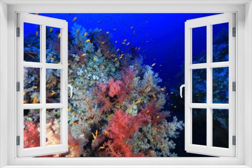 Fototapeta Naklejka Na Ścianę Okno 3D - Beautiful soft corals on Elphinstone reef