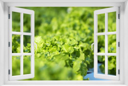 Fototapeta Naklejka Na Ścianę Okno 3D - Organic hydroponic vegetable farm