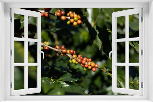 Fototapeta Naklejka Na Ścianę Okno 3D - Coffee tree with ripe berries on farm..