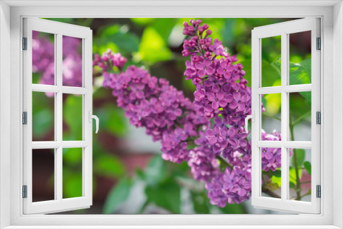 Fototapeta Naklejka Na Ścianę Okno 3D - Magenta lilac flowers on blurred background in spring