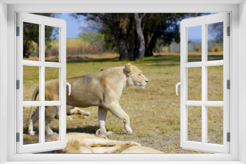 Fototapeta Naklejka Na Ścianę Okno 3D - Lioness