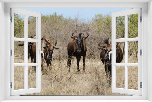 Fototapeta Naklejka Na Ścianę Okno 3D - Gnou à queue noire, Connochaetes taurinus, Parc national Kruger, Afrique du Sud