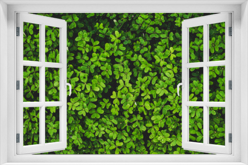 Fototapeta Naklejka Na Ścianę Okno 3D - fundo de trevos verdes