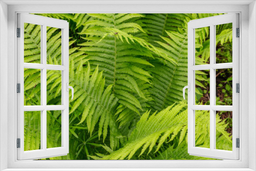 Fototapeta Naklejka Na Ścianę Okno 3D - Green fern in a forest
