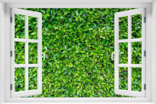 Fototapeta Naklejka Na Ścianę Okno 3D - Green Leaves nature background