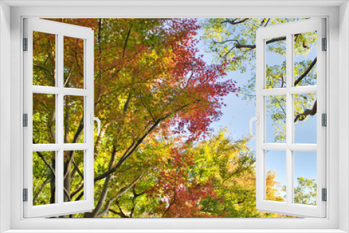 Fototapeta Naklejka Na Ścianę Okno 3D - 等々力渓谷の紅葉と空