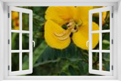 Fototapeta Naklejka Na Ścianę Okno 3D - yellow flowers in garden