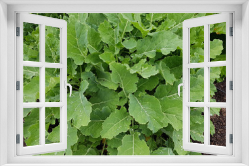 Fototapeta Naklejka Na Ścianę Okno 3D - Kohl, ewiger, Brassica oleacea, Aceohala