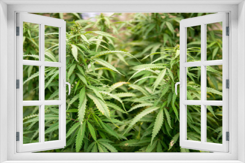 Fototapeta Naklejka Na Ścianę Okno 3D - Cannabis Sativa plant in Ishkashim, Afghanistan