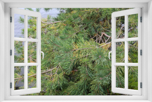 Fototapeta Naklejka Na Ścianę Okno 3D - Pine leaves tree in nature for texture