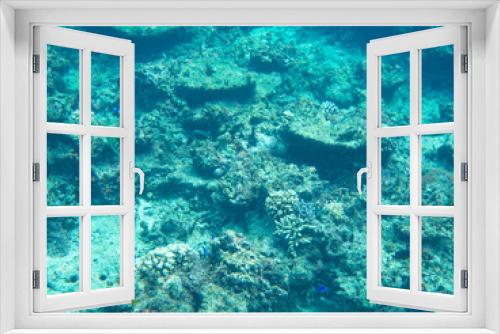 Fototapeta Naklejka Na Ścianę Okno 3D - fish in sea