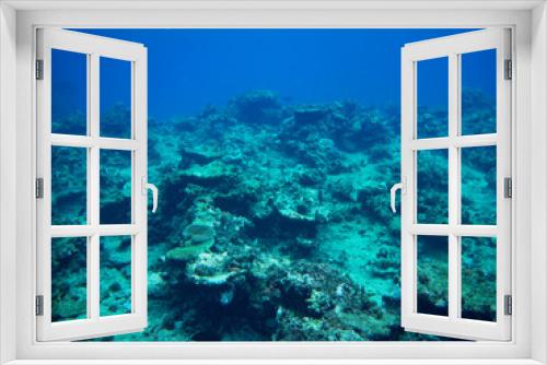 Fototapeta Naklejka Na Ścianę Okno 3D - diver and coral reef