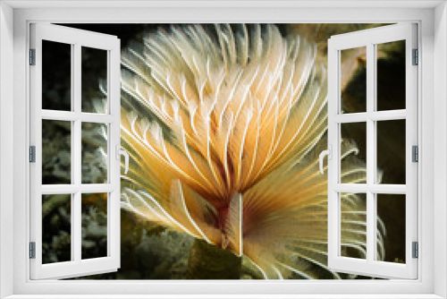 Fototapeta Naklejka Na Ścianę Okno 3D - polychaeta 