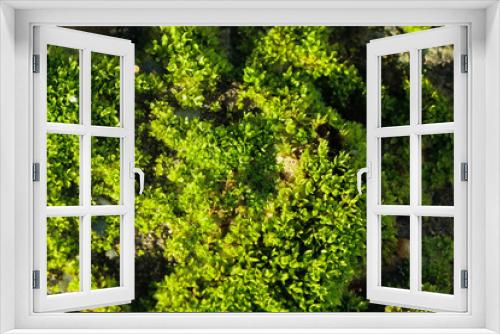 Fototapeta Naklejka Na Ścianę Okno 3D - Closeup of moss