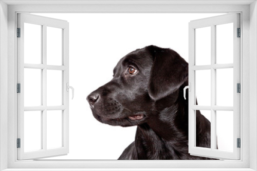 Fototapeta Naklejka Na Ścianę Okno 3D - Dog breed black labrador puppy portrait isolated on white background