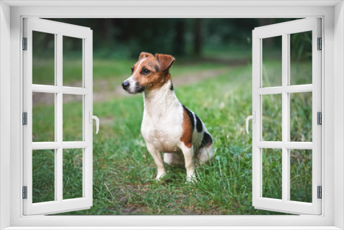 Fototapeta Naklejka Na Ścianę Okno 3D - Small Jack Russell terrier sitting on grass near footpath, looking to side, her fur still little wet from swimming in river