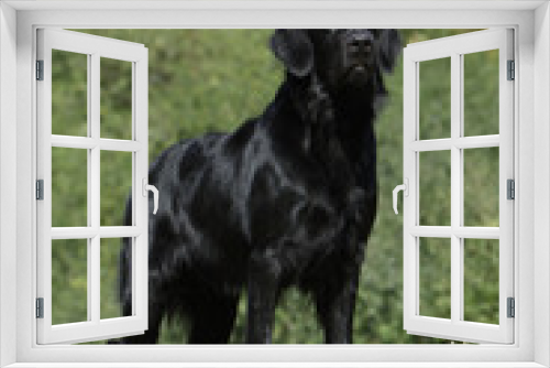 Fototapeta Naklejka Na Ścianę Okno 3D - flat coated retriever debout de face