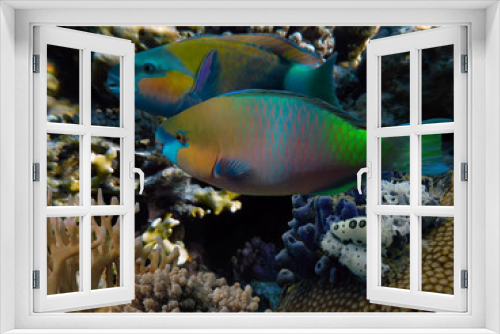Fototapeta Naklejka Na Ścianę Okno 3D - Parrot fish in the Red Sea, Egypt