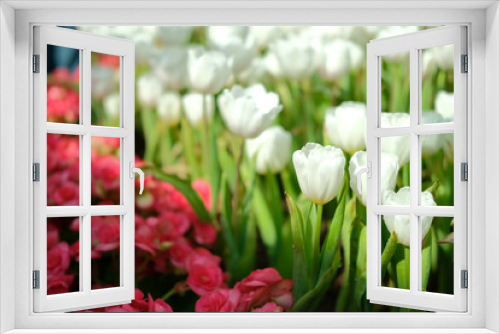Fototapeta Naklejka Na Ścianę Okno 3D - blooming tulip flower in garde